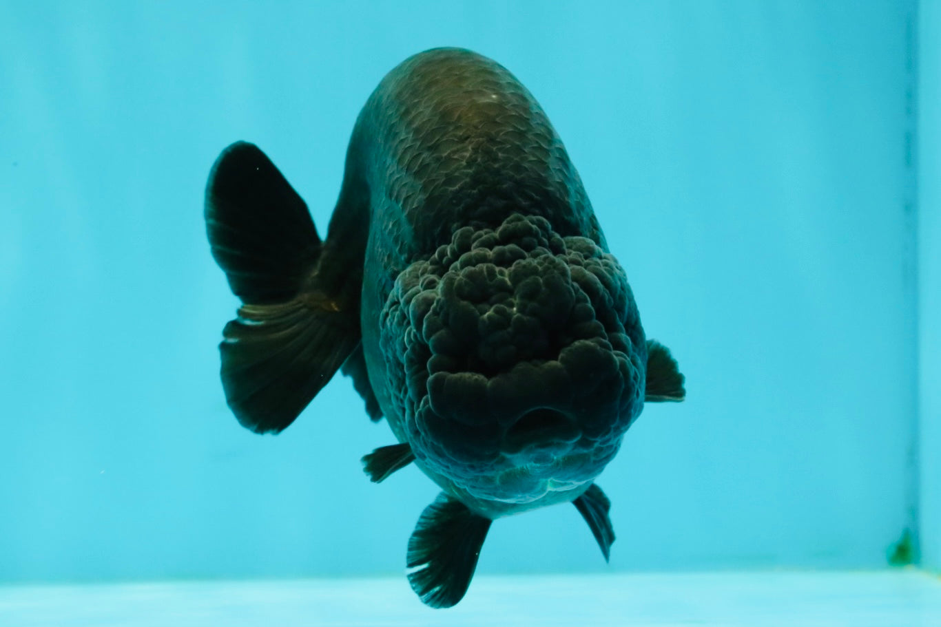 CHUBBY AAA Grade Black Ranchu Female 5-5.5 inches #062626RC_11