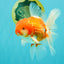 A Grade Red White Oranda Male 5.5 inches #102326OR_10