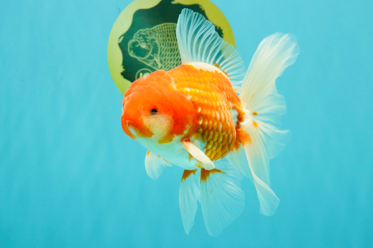 A Grade Red White Oranda Male 5.5 inches #102326OR_10