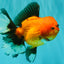 CHARLIE AAA Grade Apache Oranda Female 6.5 inches #091826OR_01