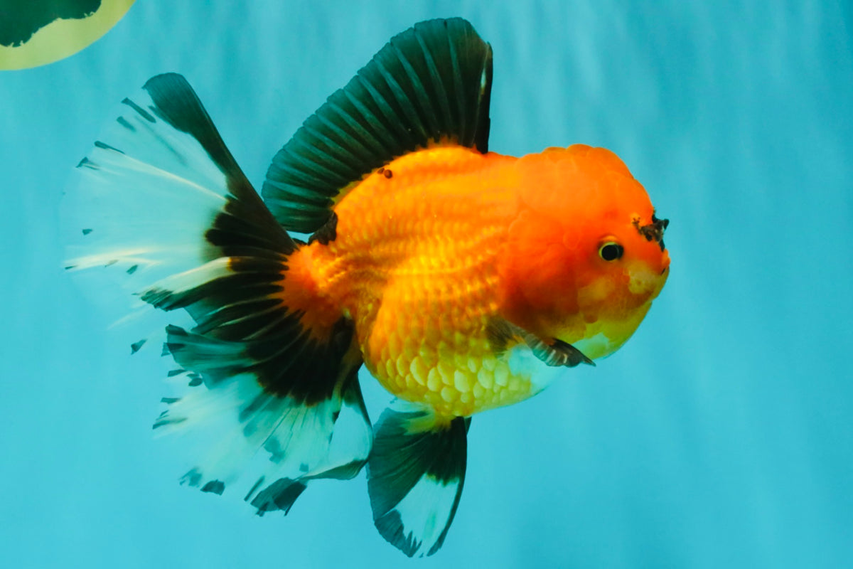 CHARLIE AAA Grade Apache Oranda Female 6.5 inches #091826OR_01