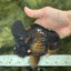 AAA Grade Jumbo Black Oranda Male 5-5.5 inches #053025OR_24