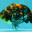 Special Tricolor Tiger Ranchu Female 6-6.5 inch #092526RC_22