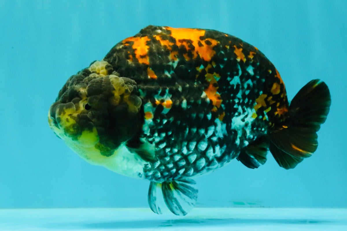 Special Tricolor Tiger Ranchu Female 6-6.5 inch #092526RC_22
