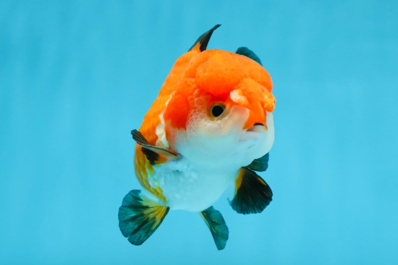 SUPER CUTE Tricolor Yuanbao Male 4.5 inches #071125YB_18