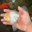 A Grade White Oranda Male 5-5.5 inches #102326OR_20