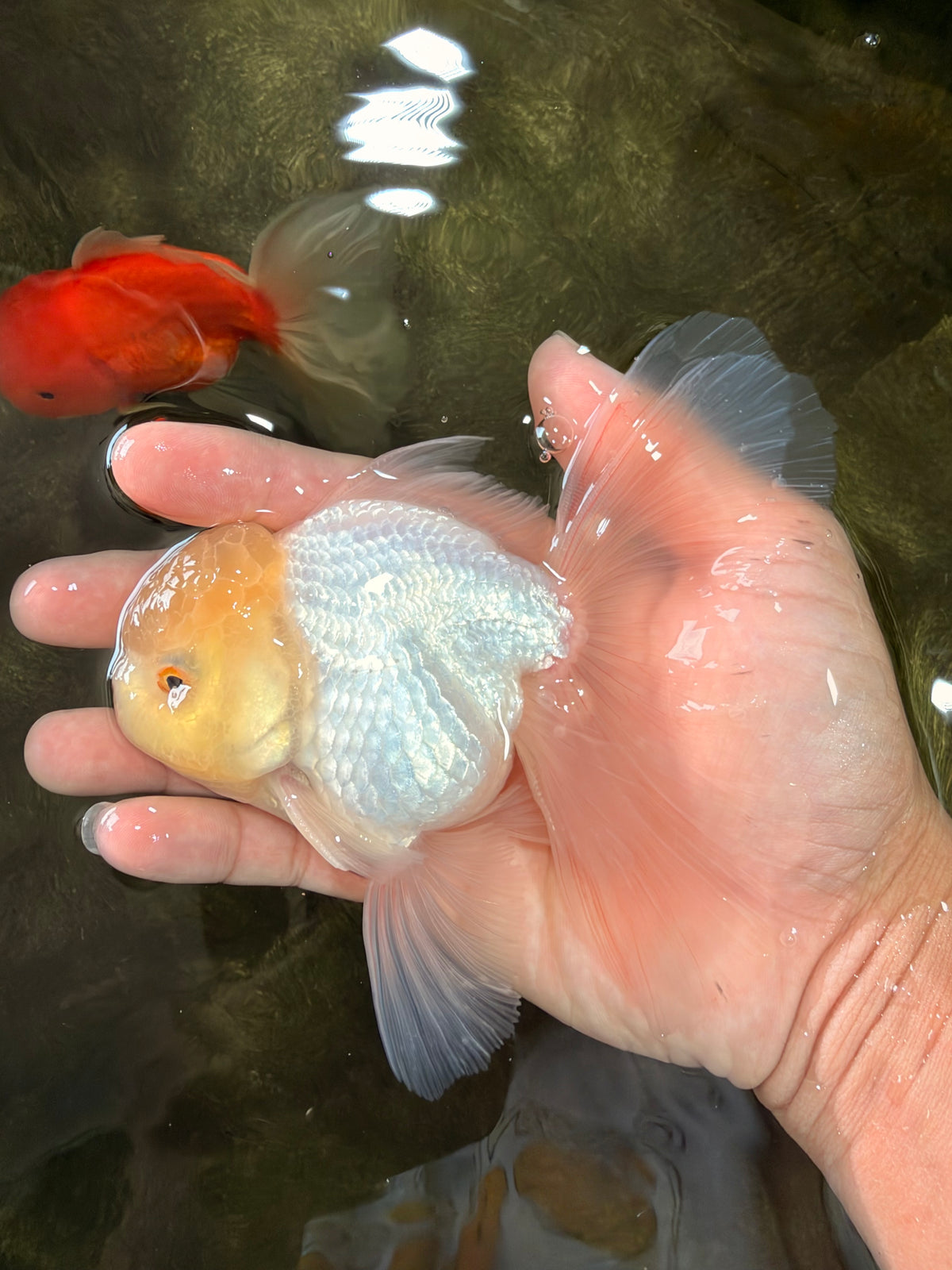 A Grade White Oranda Male 5-5.5 inches #102326OR_20