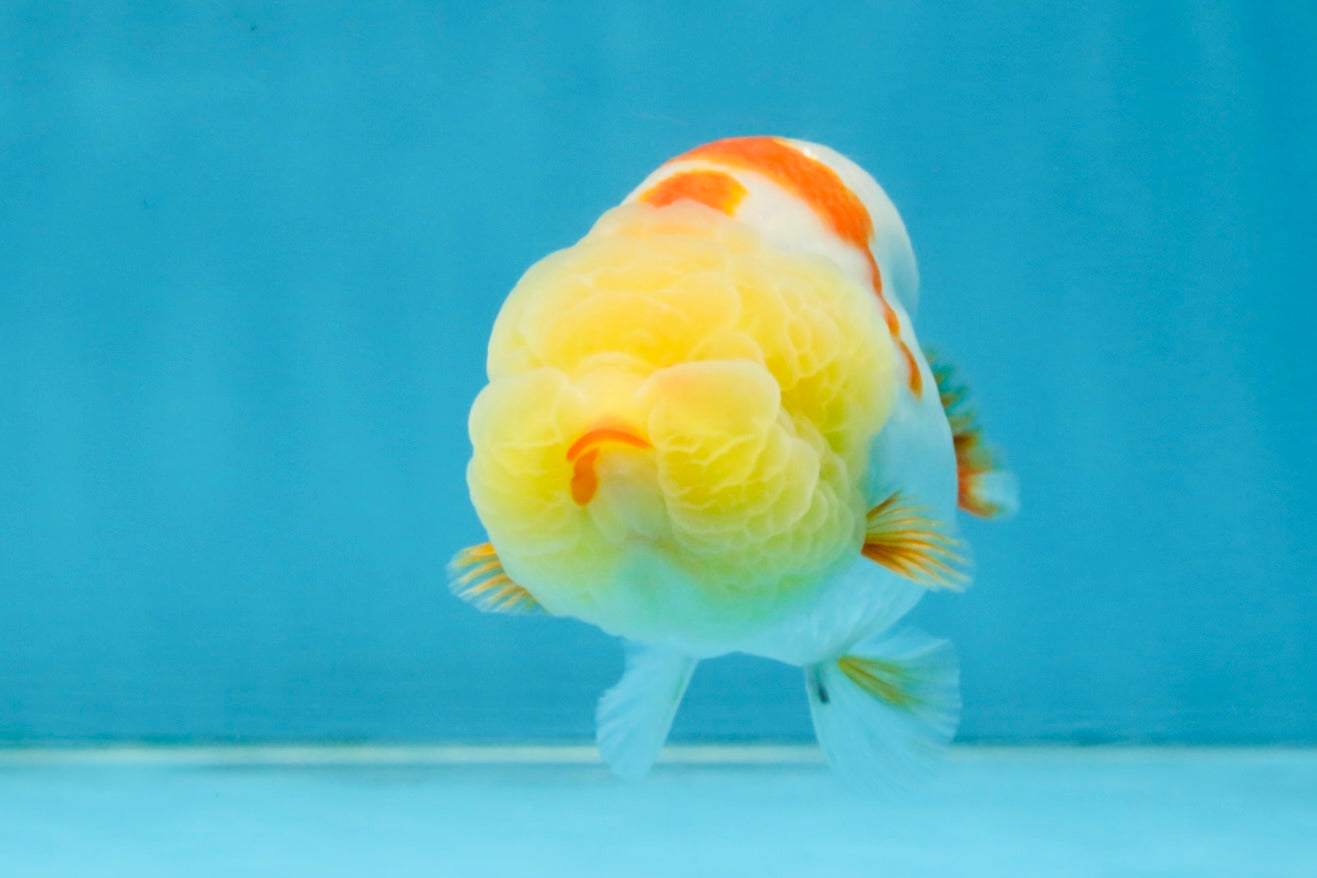 BULLDOG FACE A Grade Red White Kohaku LionQueen 4 inches #120525LC_09