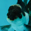 Panda Oranda Male 3.5 inches #1011OR_25