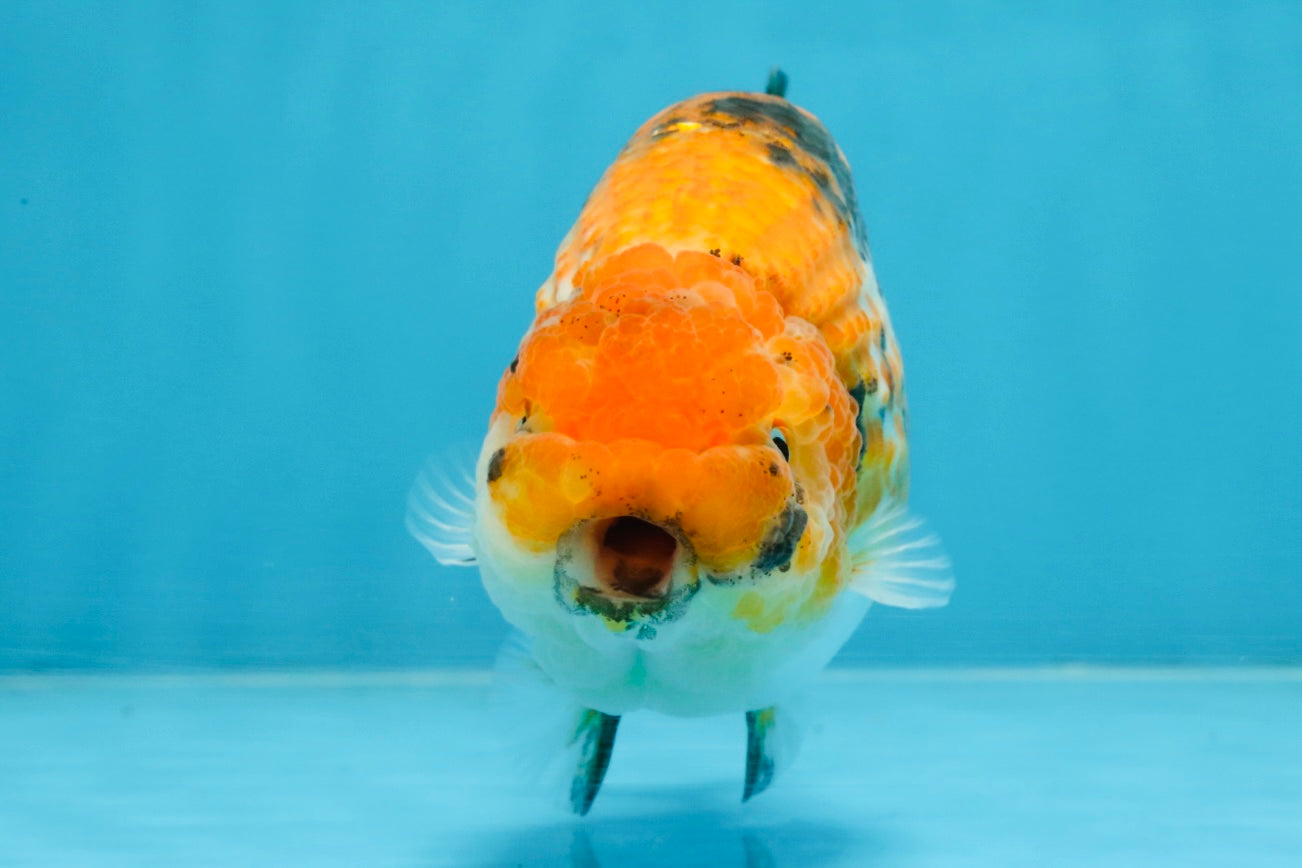 Tricolor Lionchu Female 5 inches #103125LC_16