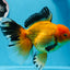 AAA Grade Black Gold (Apache) Oranda Male 7 inches #0712OR_16