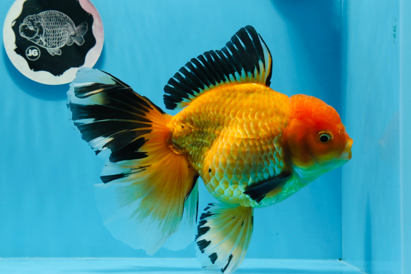 AAA Grade Black Gold (Apache) Oranda Male 7 inches #0712OR_16