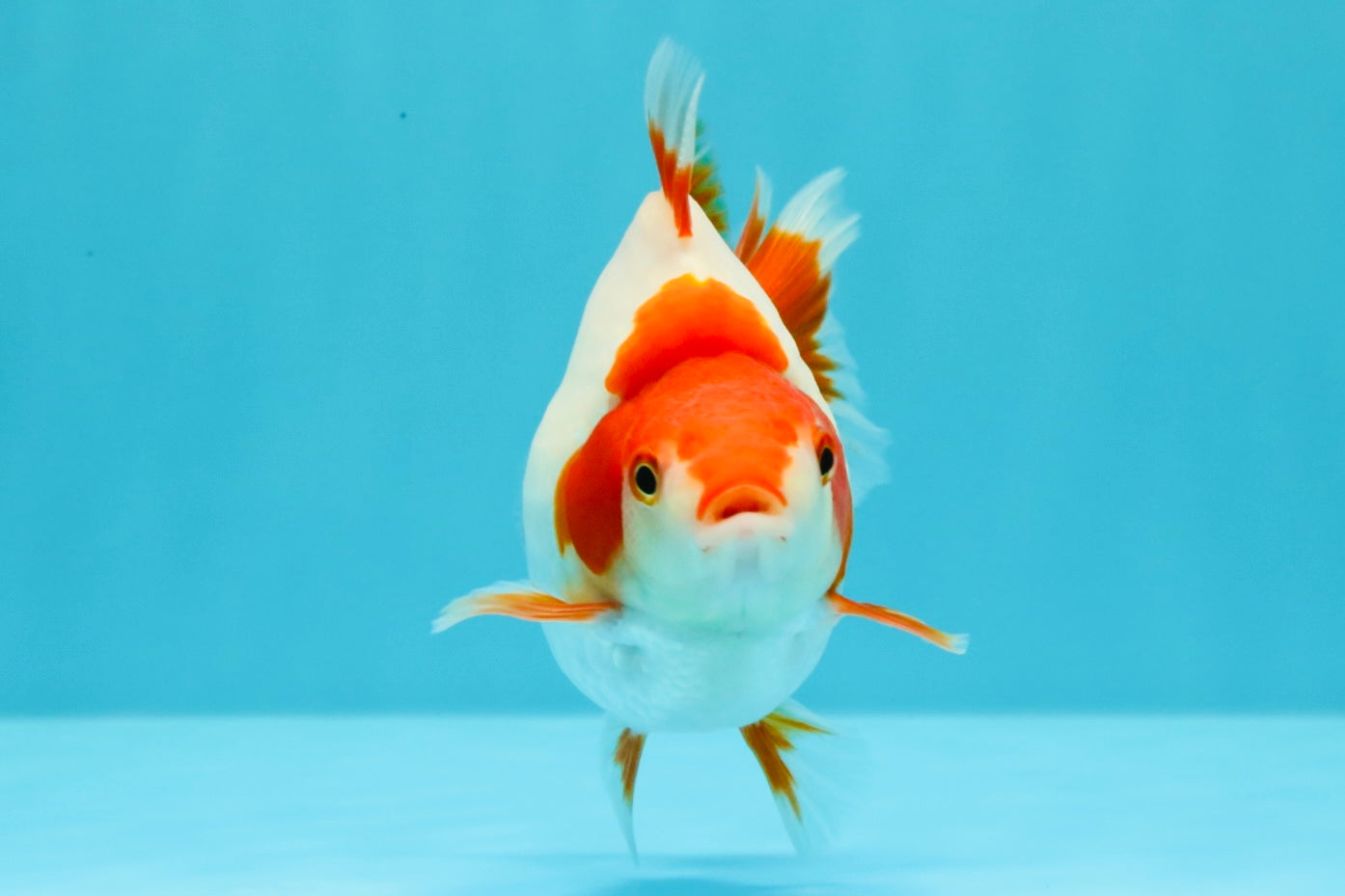 AAA Grade Red White Ryukin Female 4-4.5 inches #030626RK_15