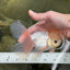 A Grade Lemonhead Button Eyes Oranda Male 5-5.5 inches #010325OR_10