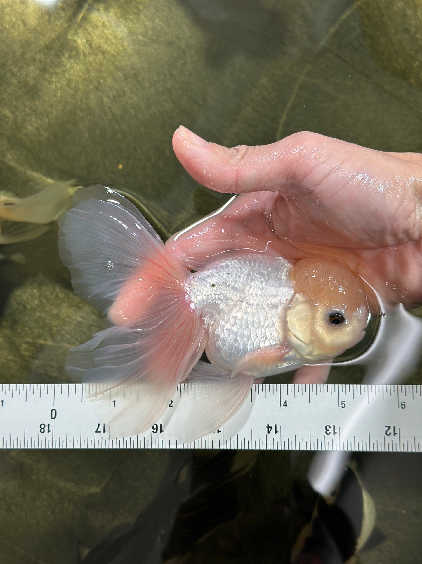 A Grade Lemonhead Button Eyes Oranda Male 5-5.5 inches #010325OR_10