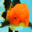 UNIQUE AAA Grade Apache Oranda Male 6 inches #101626OR_07