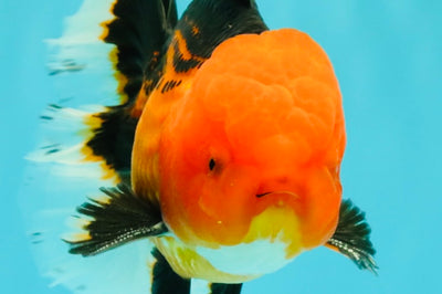 UNIQUE AAA Grade Apache Oranda Male 6 inches #101626OR_07