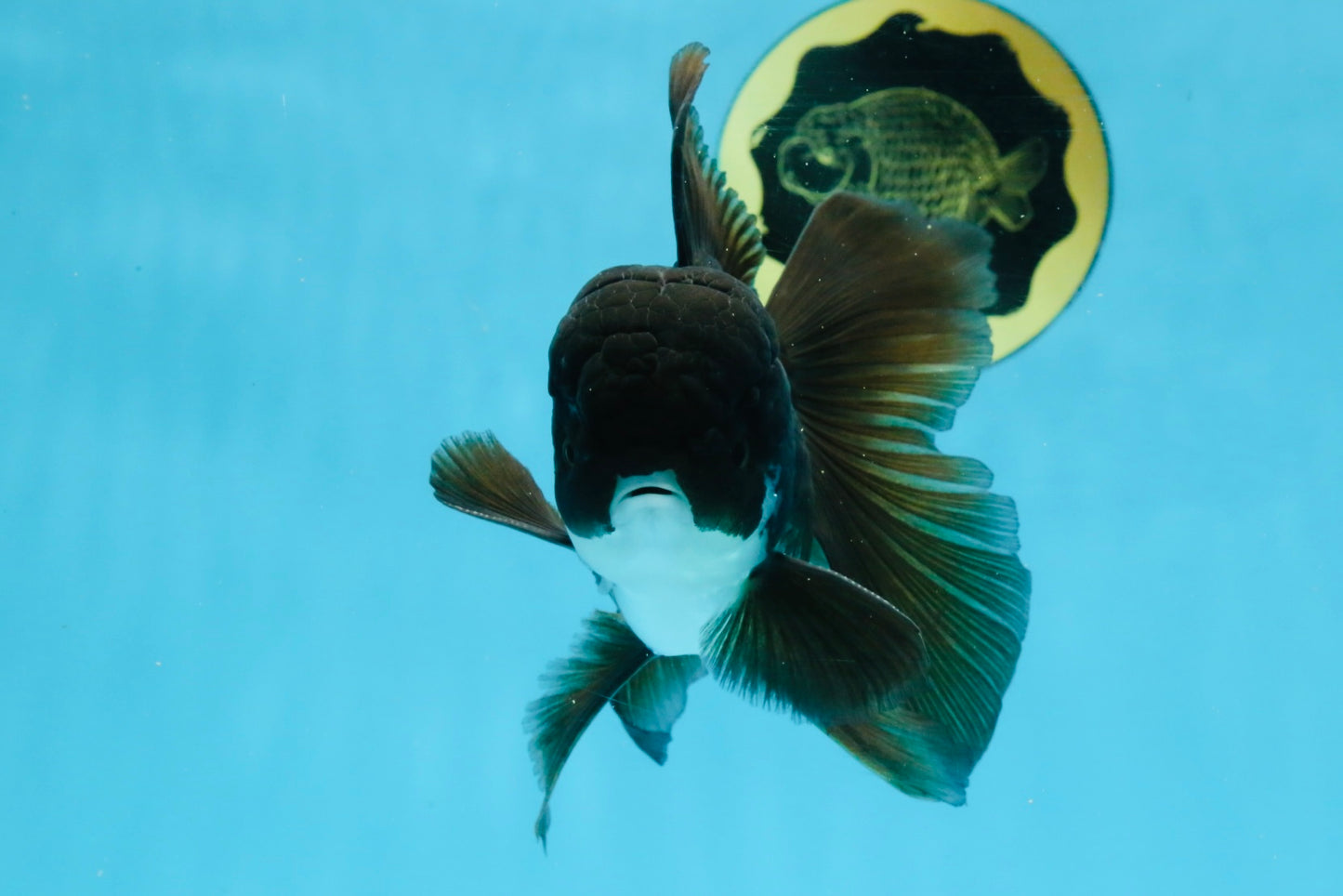 BATMAN A Grade Panda Oranda Male 5.5-6 inches #111425OR_19