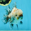 CHONKY AAA Grade Calico Kirin Oranda Male 5-5.5 inches #121225OR_03