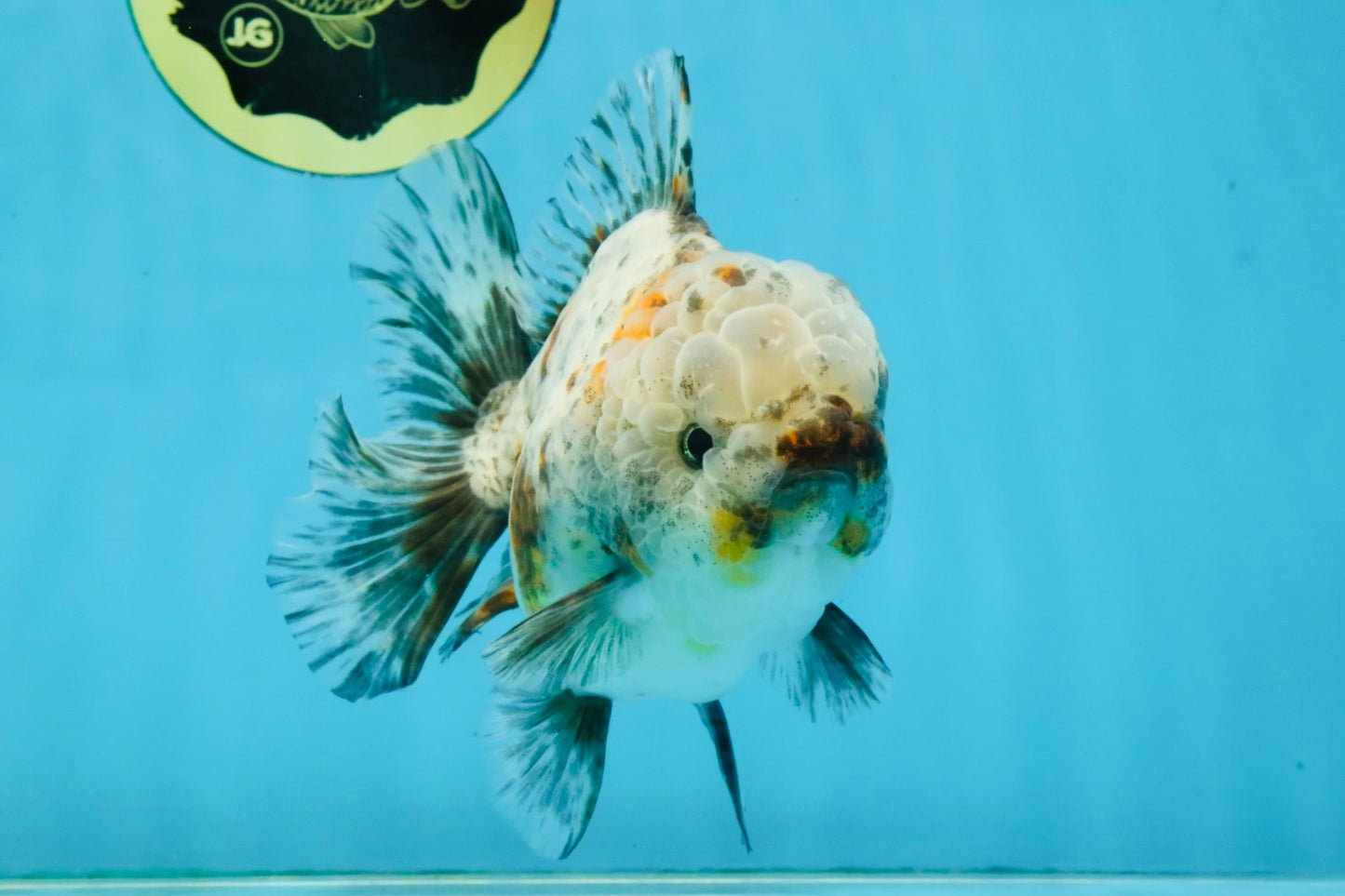 CHONKY AAA Grade Calico Kirin Oranda Male 5-5.5 inches #121225OR_03
