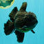 TOOTHLESS AAA Grade Calico Oranda Female 6 inches #100226OR_35