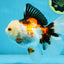A Grade PUPPY Tricolor Oranda Female 6 inches #091925OR_10