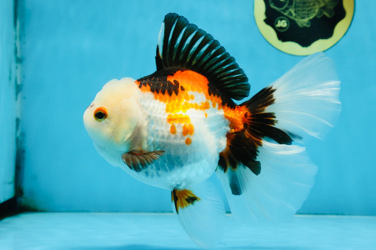 Oranda Goldfish Patterns Special Thai Oranda β Jimmy Goldfish