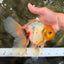 A Grade Marble Oranda Male 6.5 inches #080726OR_21