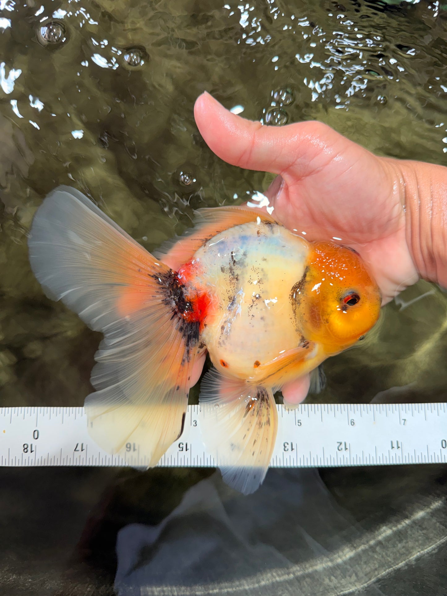 A Grade Marble Oranda Male 6.5 inches #080726OR_21