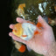 A Grade Red White Oranda Female 5 inches #050925OR_36