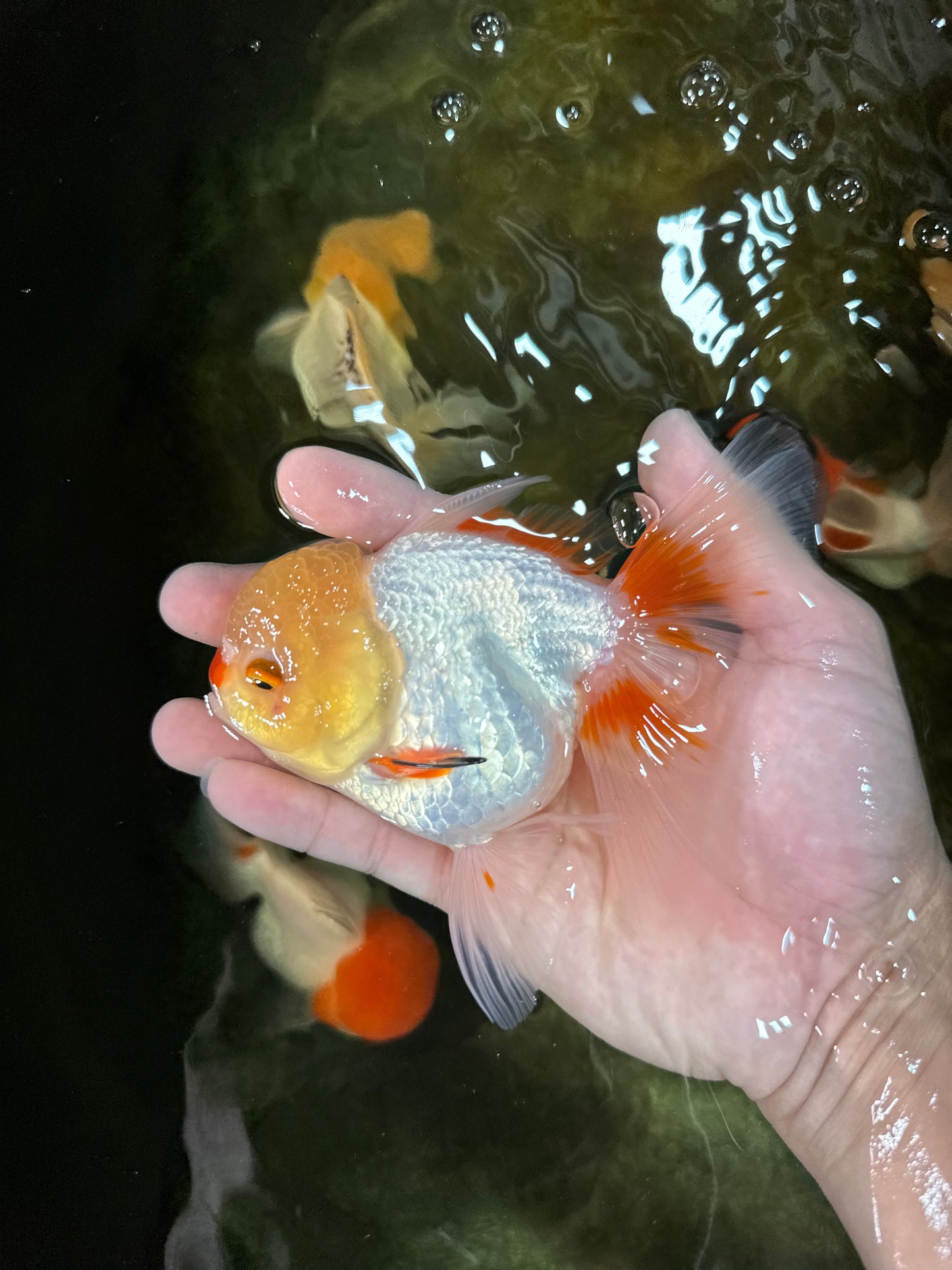 A Grade Red White Oranda Female 5 inches #050925OR_36