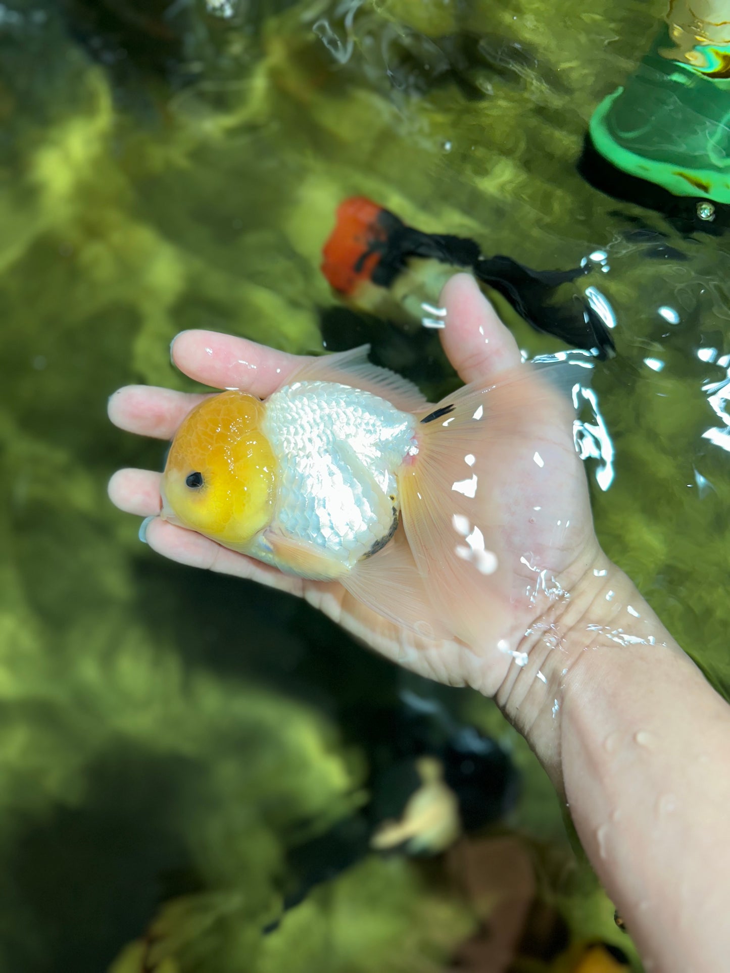 CHONKY A Grade White Button Eyes Oranda Male 5-5.5 inches #041825OR_13