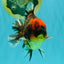 A Grade Tiger Oranda Male 5-5.5 inches #090426OR_06
