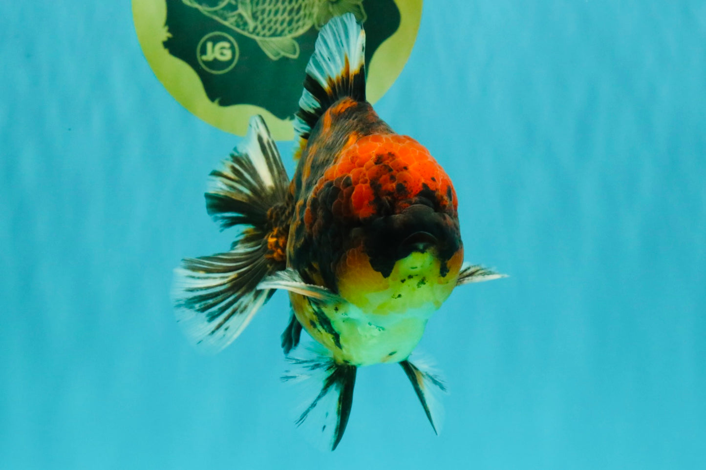 A Grade Tiger Oranda Male 5-5.5 inches #090426OR_06