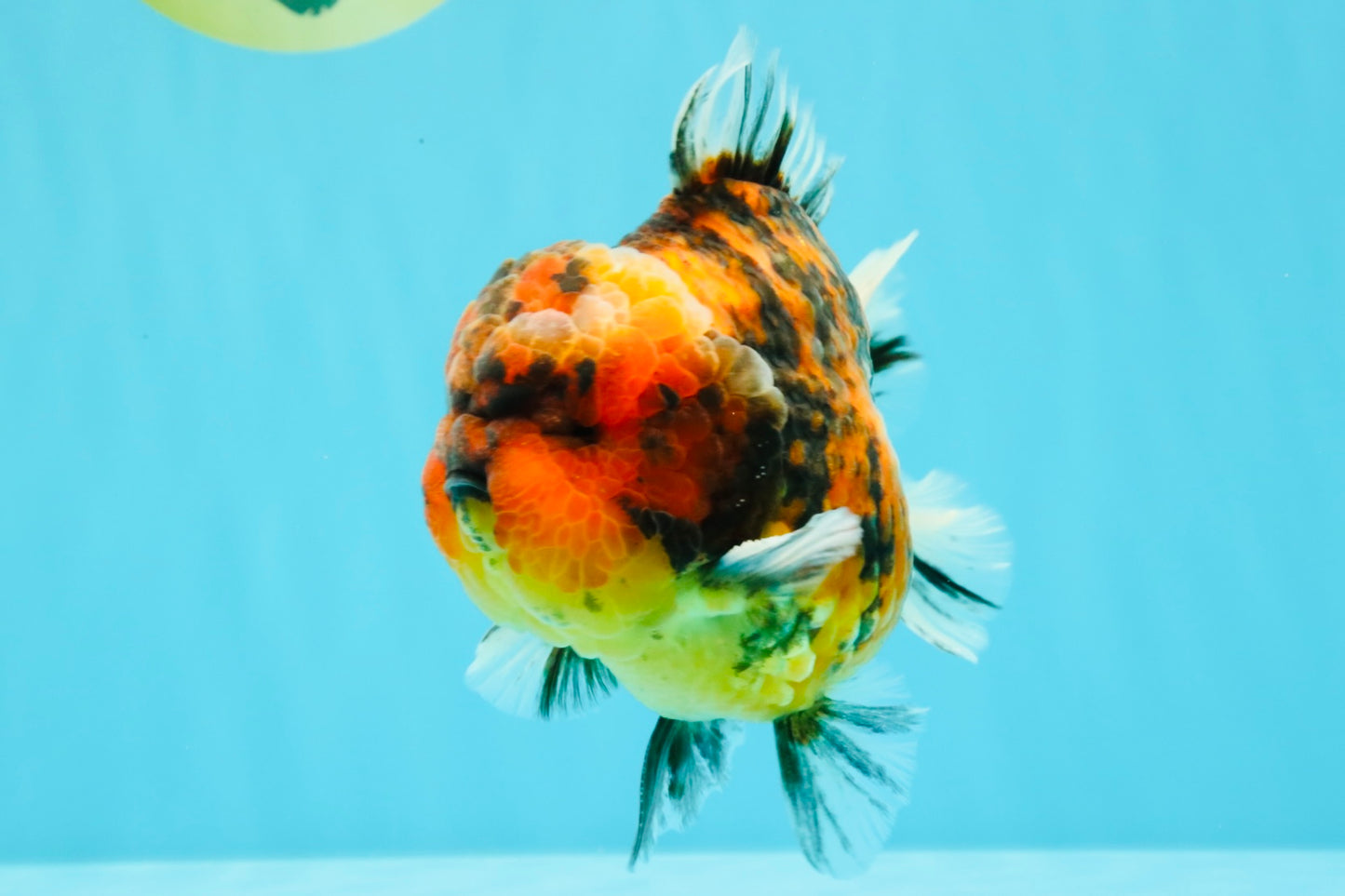 AAA Grade Godzilla Tiger Yuanbao Male 5.5-6 inches #031326YB_19