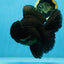 CHONKY AAA Grade Godzilla Black Oranda Male 6  inches #082225OR_13