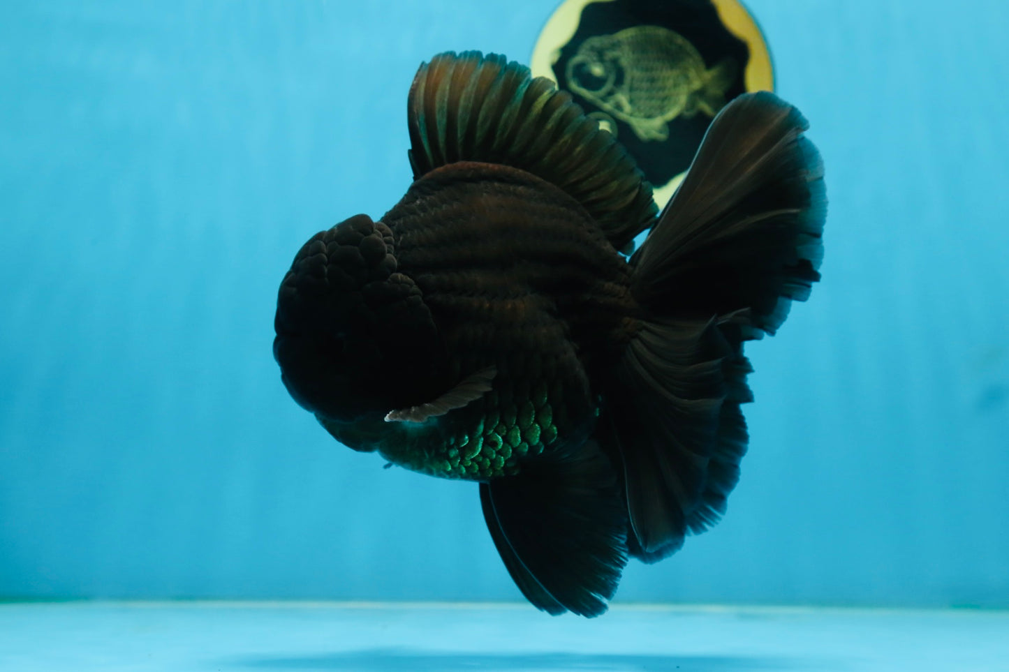 CHONKY AAA Grade Godzilla Black Oranda Male 6  inches #082225OR_13