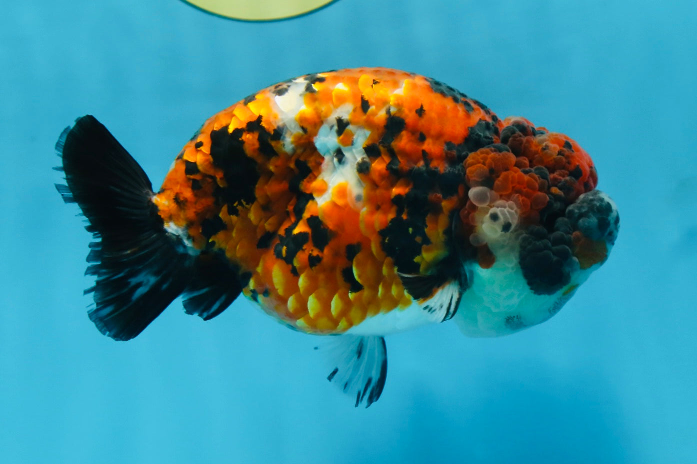 RARE AAA Grade Special Tricolor Tiger LionQueen 5.5 inches #082225LC_01