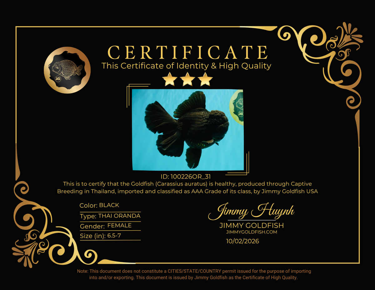 KING KONG AAA Grade Black Oranda Female 6.5-7 inches #100226OR_31