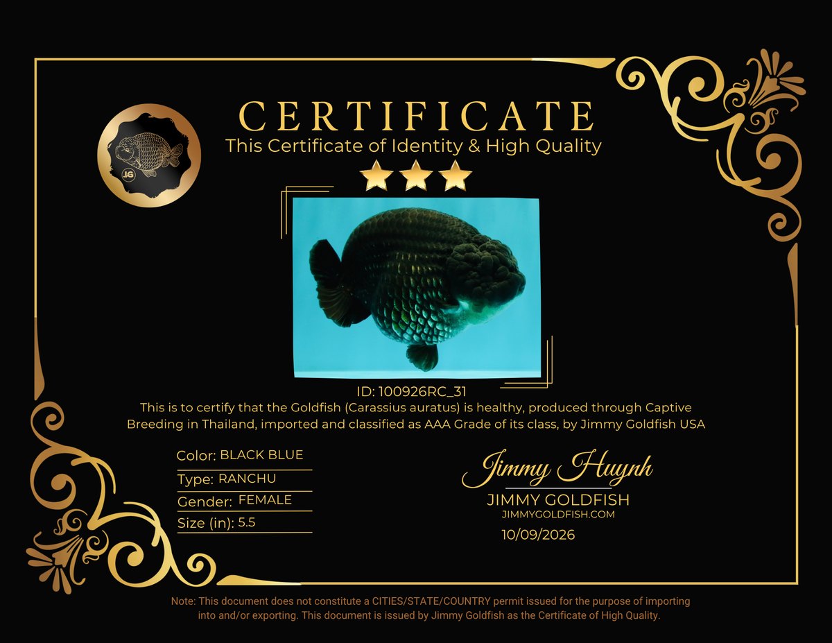 CHUBBY AAA Grade Black Blue Ranchu Female 5.5 inches #100926RC_31