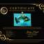 A Grade Tiger Ranchu Male 5.5 inches #080726RC_31