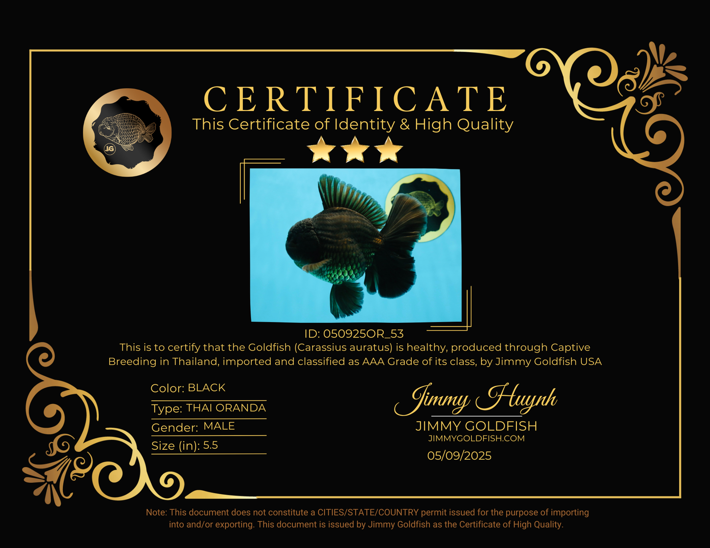 AAA Grade Young Godzilla Black Oranda Male 5.5 inches #050925OR_53