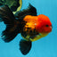 A Grade SUPER CUTE Apache Oranda Male 5.5 inches #072525OR_11