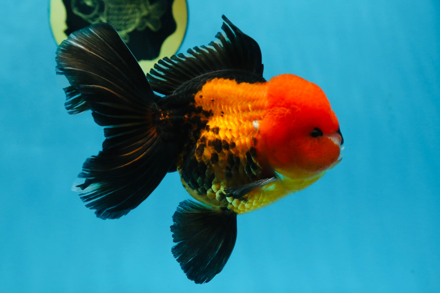 A Grade SUPER CUTE Apache Oranda Male 5.5 inches #072525OR_11