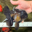 GODZILLA AAA Grade Black Oranda Male 6 inches #100926OR_24