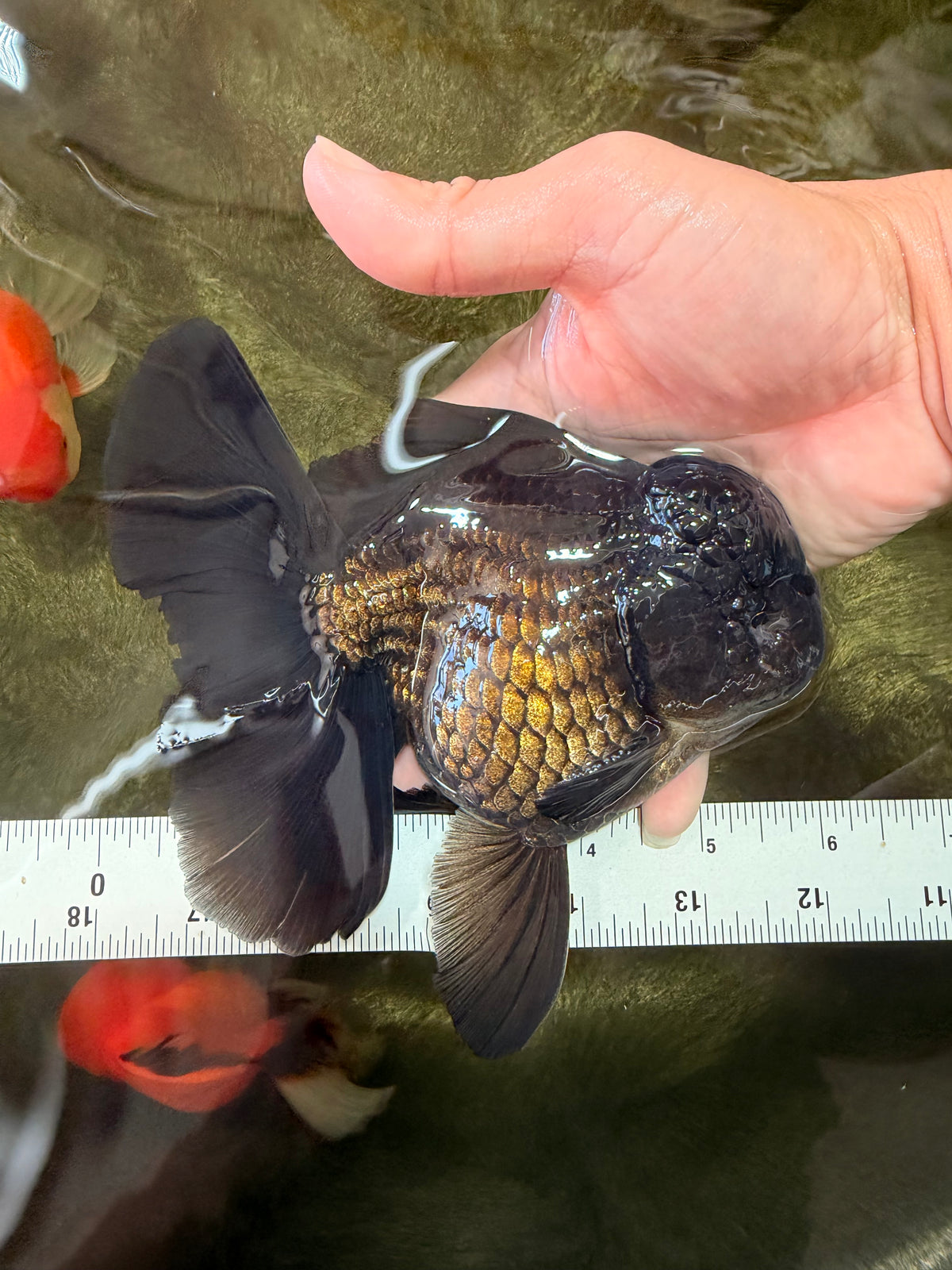 GODZILLA AAA Grade Black Oranda Male 6 inches #100926OR_24