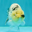 UNIQUE AAA Grade Jumbo Bloodline White Tiger Ranchu Male 4.5-5 inches #071726RC_06