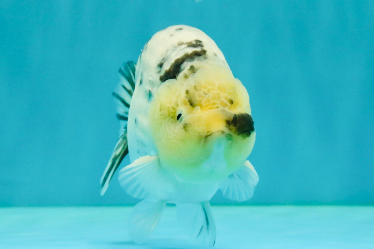 UNIQUE AAA Grade Jumbo Bloodline White Tiger Ranchu Male 4.5-5 inches #071726RC_06