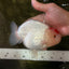 Red White Buffalo Ranchu Male 5.5-6 inches #100926RC_28