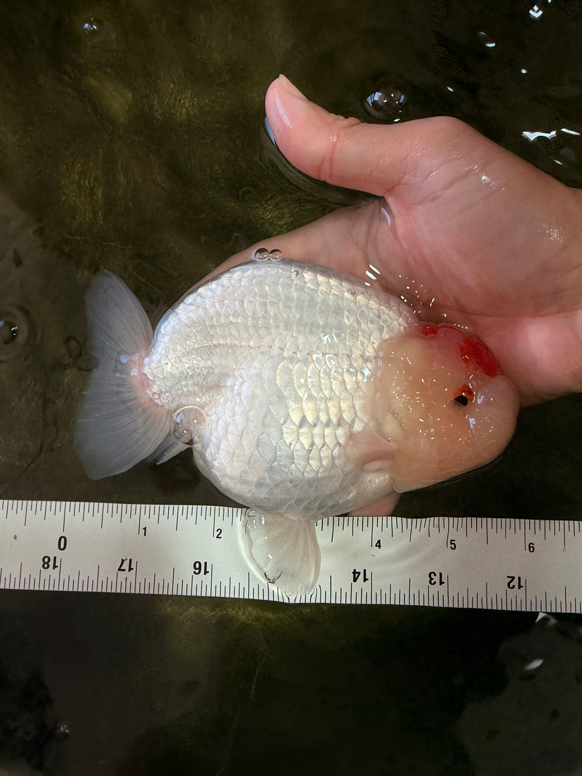 Red White Buffalo Ranchu Male 5.5-6 inches #100926RC_28